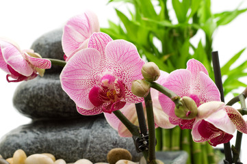 pink orchid, stack of stones and bamboo leaves