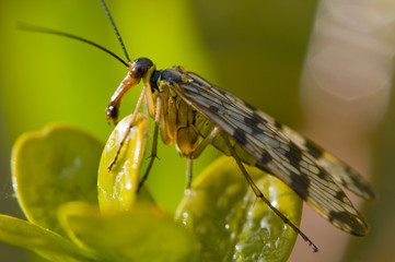 Panorpe,Mouche-scorpion (Panorpa communis)