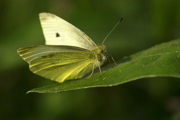 Papillon