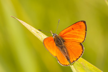 Papillon Argus satiné (Lycaena virgaureae)