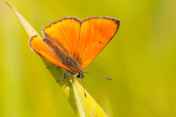 Papillon Argus satiné (Lycaena virgaureae)