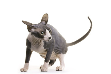Hairless Cat, Sphynx
