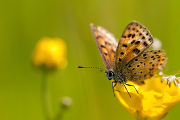 Papillon Argus satiné (Lycaena virgaureae) - femelle