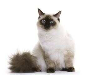 Cat sitting, Ragdoll