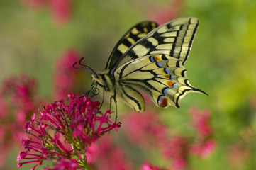 Machaon (papillon) sur une valériane