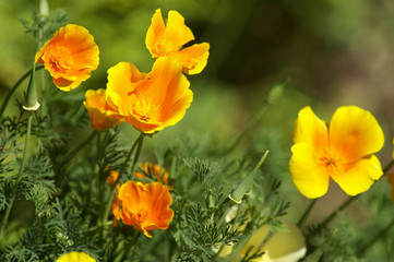 Obraz premium Pavots de californie