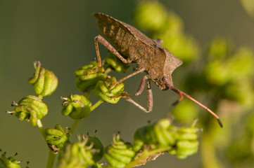 Punaise brune / corée marginée (Coreus marginatus) / punaises de