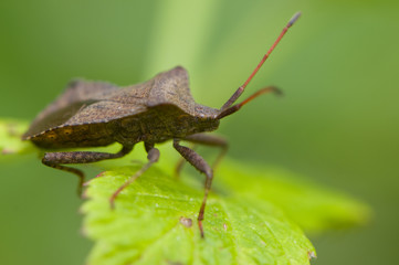 Punaise brune ou Corée marginée