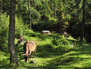cows grazing in the woods