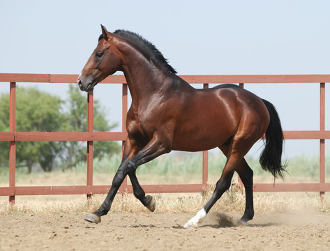 Young Brown Trakehner Horse