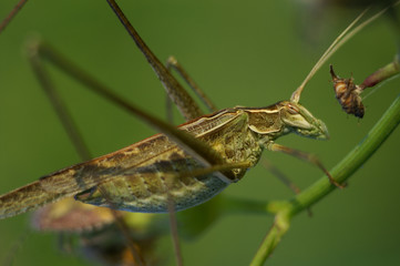 Sauterelle (Phaneropterinae)