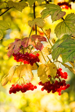 Guelder Rose or snowball tree