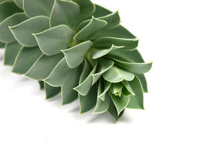 Houseleek - sempervivum on white background