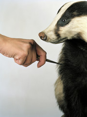 Borsten © Ilka Burckhardt