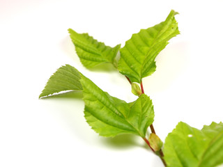 Hornbeam leaves on white background