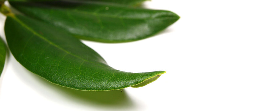 Rhododendron leaves on white background