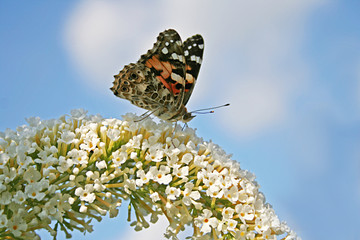 Schmetterling