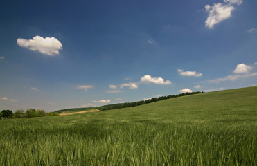 Obraz premium Wheat field