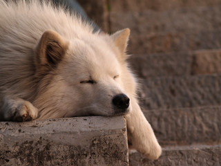 Obraz premium Hund beim Mittagsschlaf in Soller