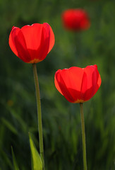 Obraz premium Red tulips