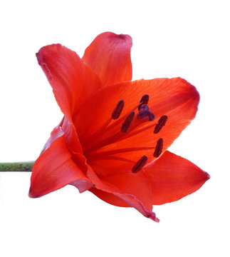 Red Lily On White Background