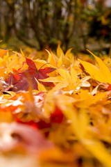紅葉