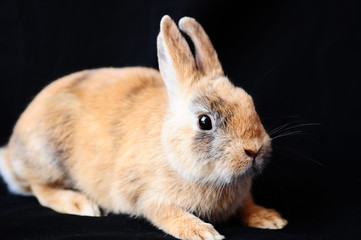 hase