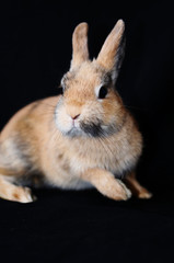 hase