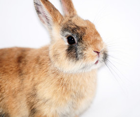 hase