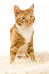 Ginger cat isolated on a white background