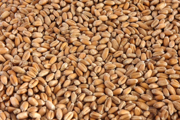 Wheat grain