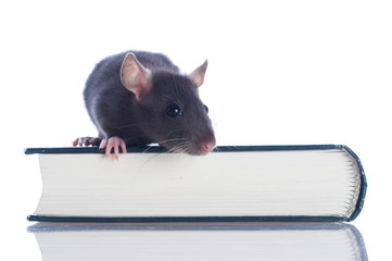 domestic rat sitting