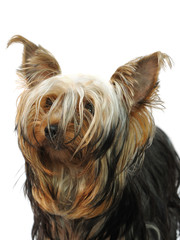 Yorkshire terrier