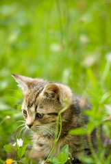 Obraz premium little kitten - hunting