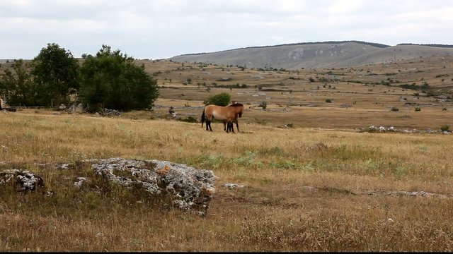 chevaux sauvages dans les causses