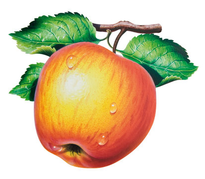 Apfel