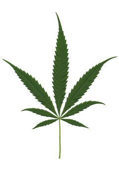 Cannabis Sativa Oberseite