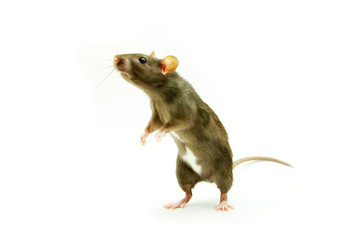 rat