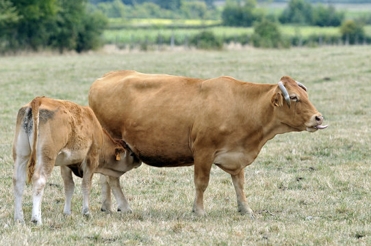 La parthenaise