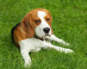 beagle