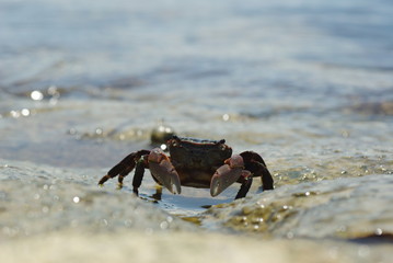海のカニ