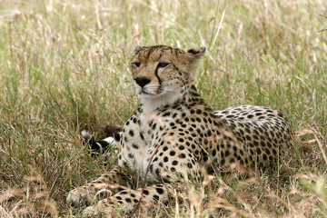 Cheetah (Acinonyx jubatus)