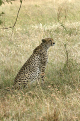 Cheetah (Acinonyx jubatus)