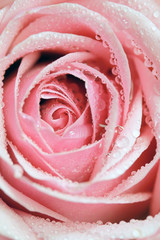 Closeup of rose petal with water drops