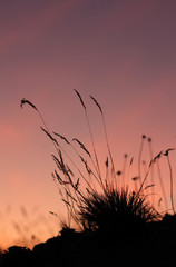 Gräser im Sonnenuntergang