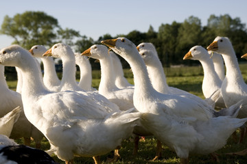 White geese
