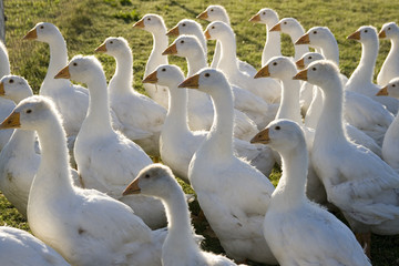 Flock of  geese