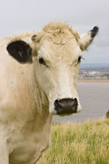 Close up portrait of a domestic British White cow