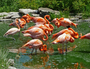 Flock of flamingos