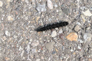 Schwarz-weiße Raupe auf dem Asphalt